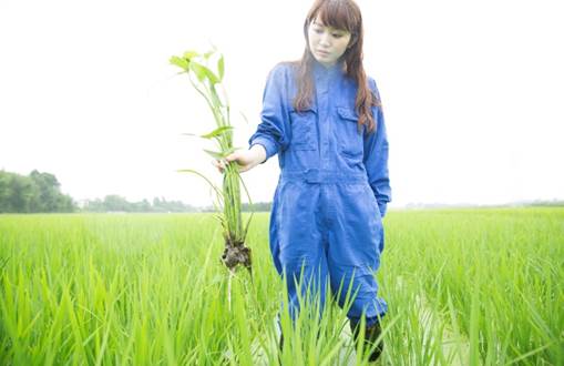 美容成分「アミノ酸生命体® 」の原料である無農薬栽培米 「りそうファーム」では農薬を使用せず、社員で除草を実施 安全性の追求だけでなく植物の自らの成長する力を引き出すために自社農場で栽培