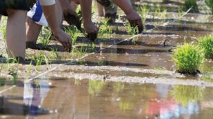 お子様は参加無料！ 親子で泥んこになって、田植えを楽しむ！ 酒米の田植え体験イベント開催  2016年6月４日（土） @山梨県富士川町