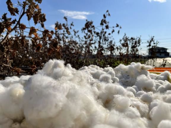 自ら種を蒔き、綿花を栽培、纏う服までをつくる　日本の綿自給率１％を目指す「国産綿復活プロジェクト」　2021年度、国産綿収穫のご報告