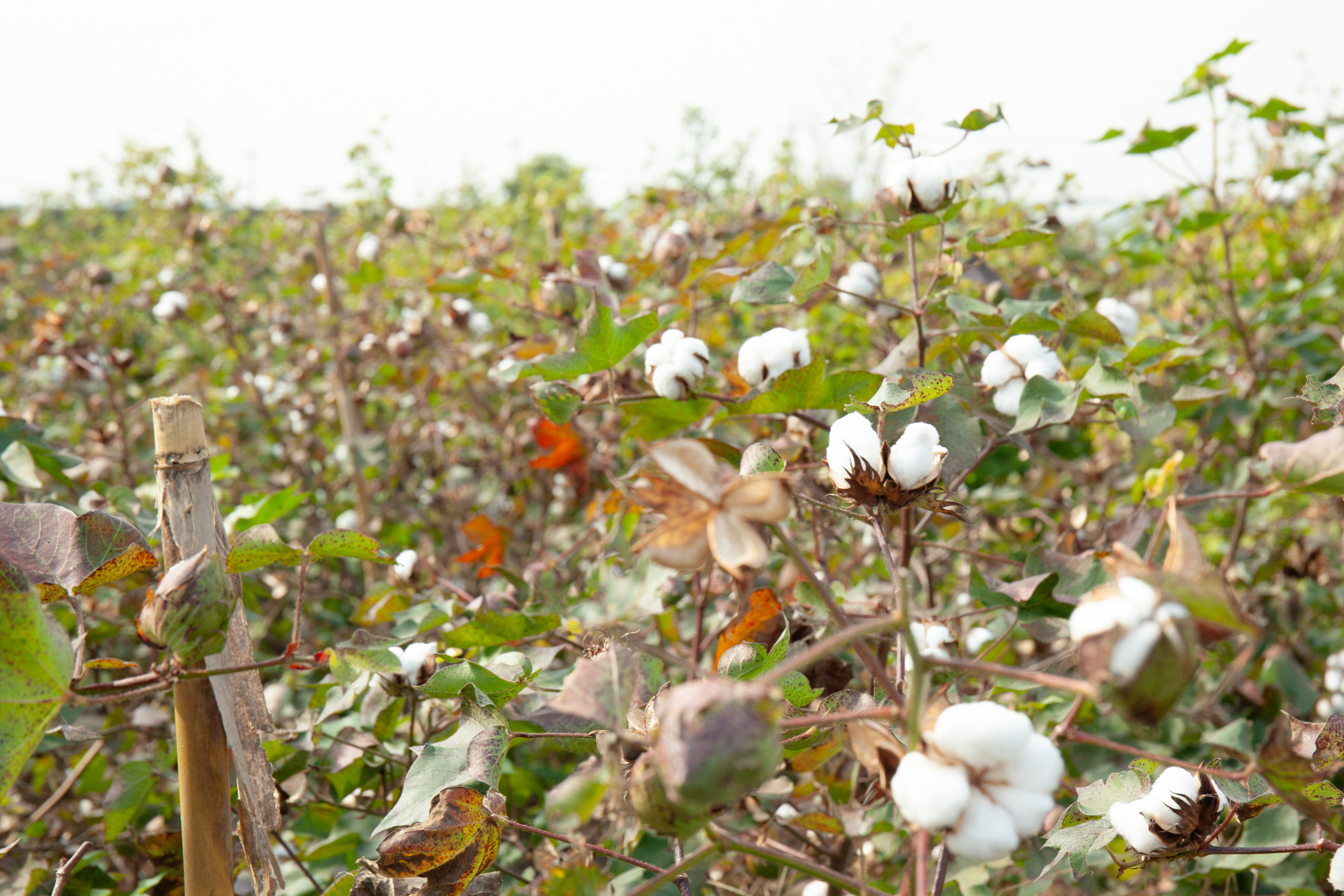 日本の綿自給率１％を目指し、全国の農家と取組む「国産綿復活プロジェクト」　 プリスティン、国産綿を使用した「着衣初めセット」販売開始